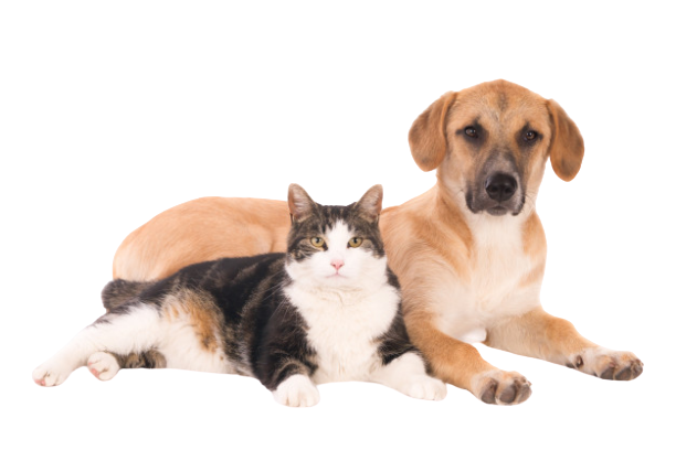Assurance chien chat animaux de compagnie à Lille